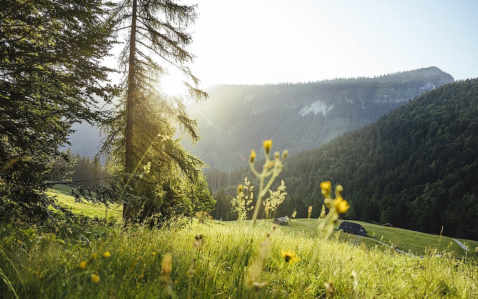 Eine Almwiese im Sommer, im Hintergrund sind Berge und Wald zu sehen.